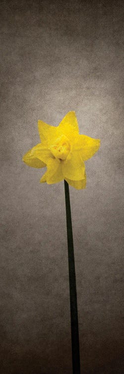 Spring Bloomer - Daffodil | Vintage Style