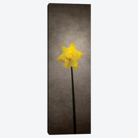 Spring Bloomer - Daffodil | Vintage Style Canvas Print #MEV707} by Melanie Viola Canvas Art