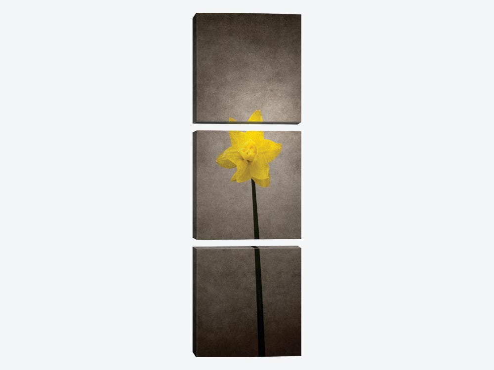 Spring Bloomer - Daffodil | Vintage Style by Melanie Viola 3-piece Canvas Art