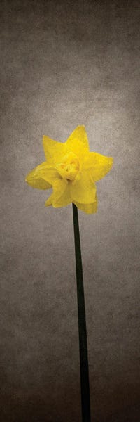 Spring Bloomer - Daffodil | Vintage Style