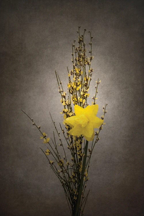 Spring Bloomer - Genista And Daffodil | Vintage Style