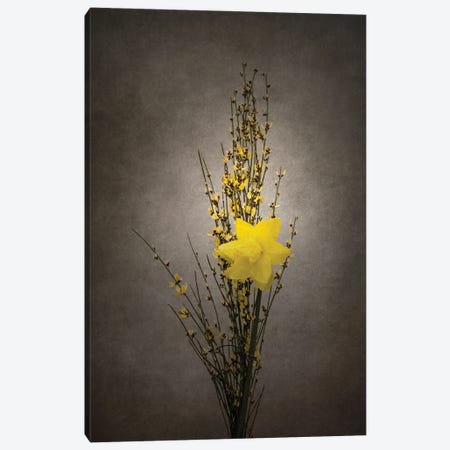 Spring Bloomer - Genista And Daffodil | Vintage Style Canvas Print #MEV708} by Melanie Viola Canvas Art Print