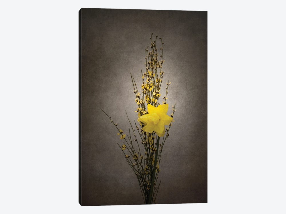 Spring Bloomer - Genista And Daffodil | Vintage Style by Melanie Viola 1-piece Art Print