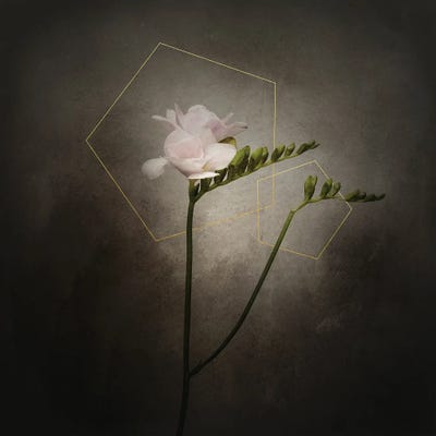 Graceful Flower - Freesia | Vintage Style Gold by Melanie Viola canvas print