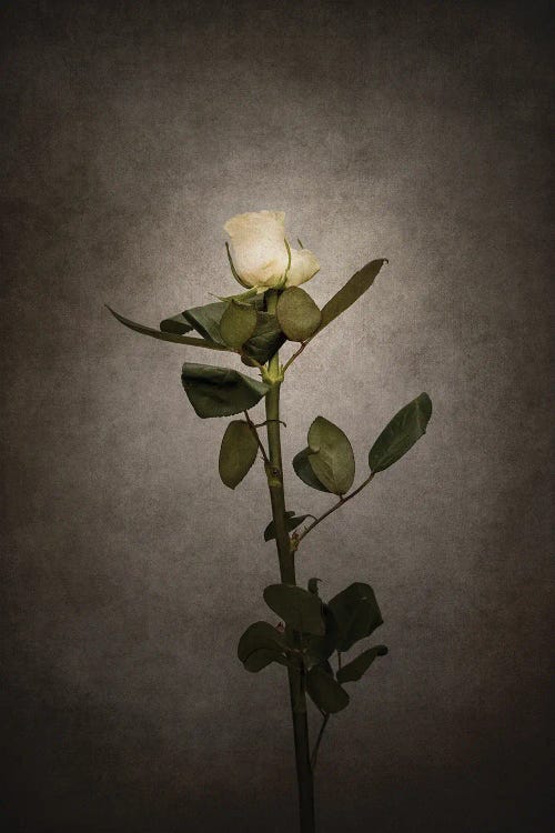 Graceful White Rose | Vintage Style by Melanie Viola wall art