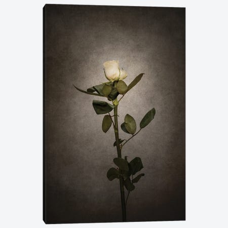 Graceful White Rose | Vintage Style Canvas Print #MEV710} by Melanie Viola Canvas Artwork