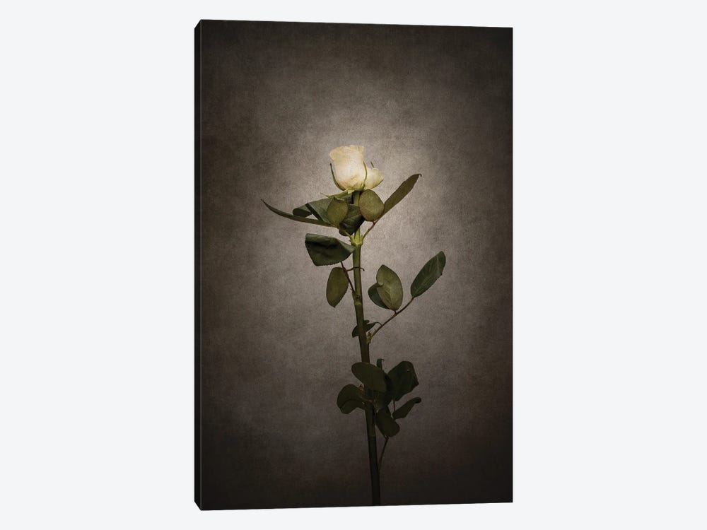 Graceful White Rose | Vintage Style by Melanie Viola 1-piece Canvas Artwork