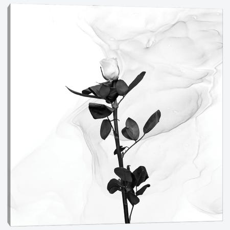White Rose | Liquid Art Canvas Print #MEV722} by Melanie Viola Canvas Print