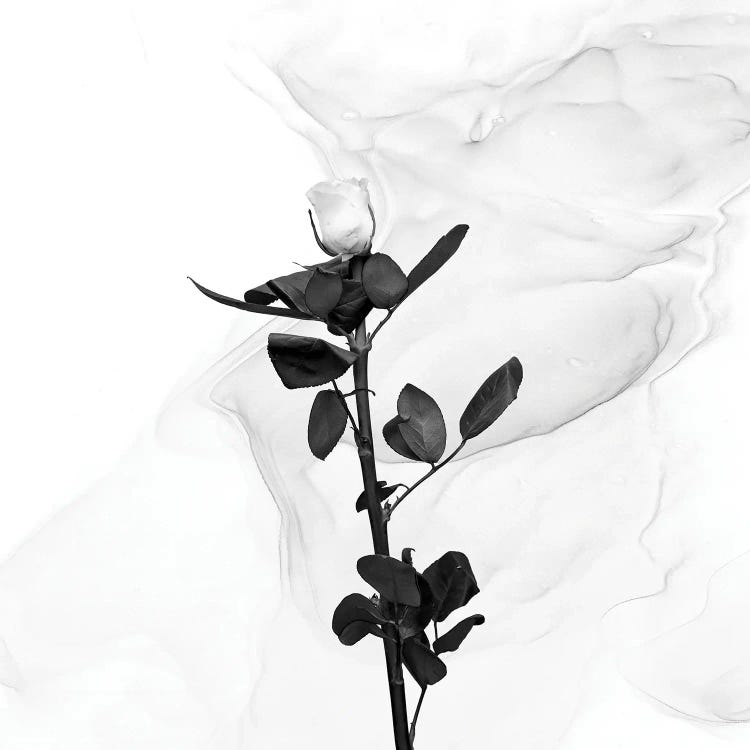 White Rose | Liquid Art by Melanie Viola wall art