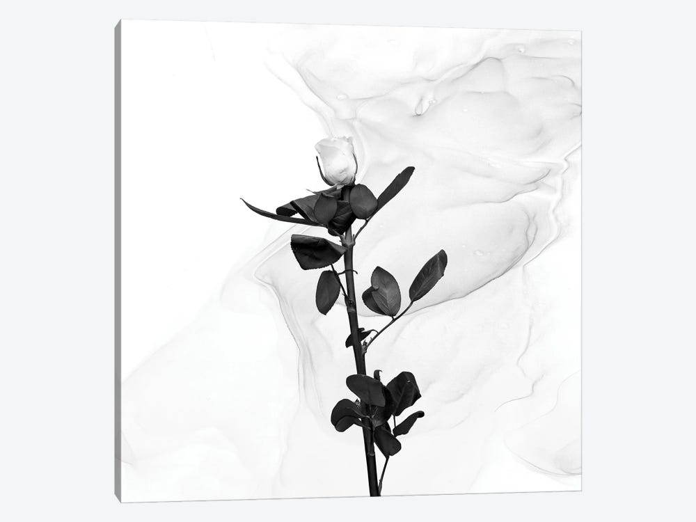 White Rose | Liquid Art by Melanie Viola 1-piece Canvas Print