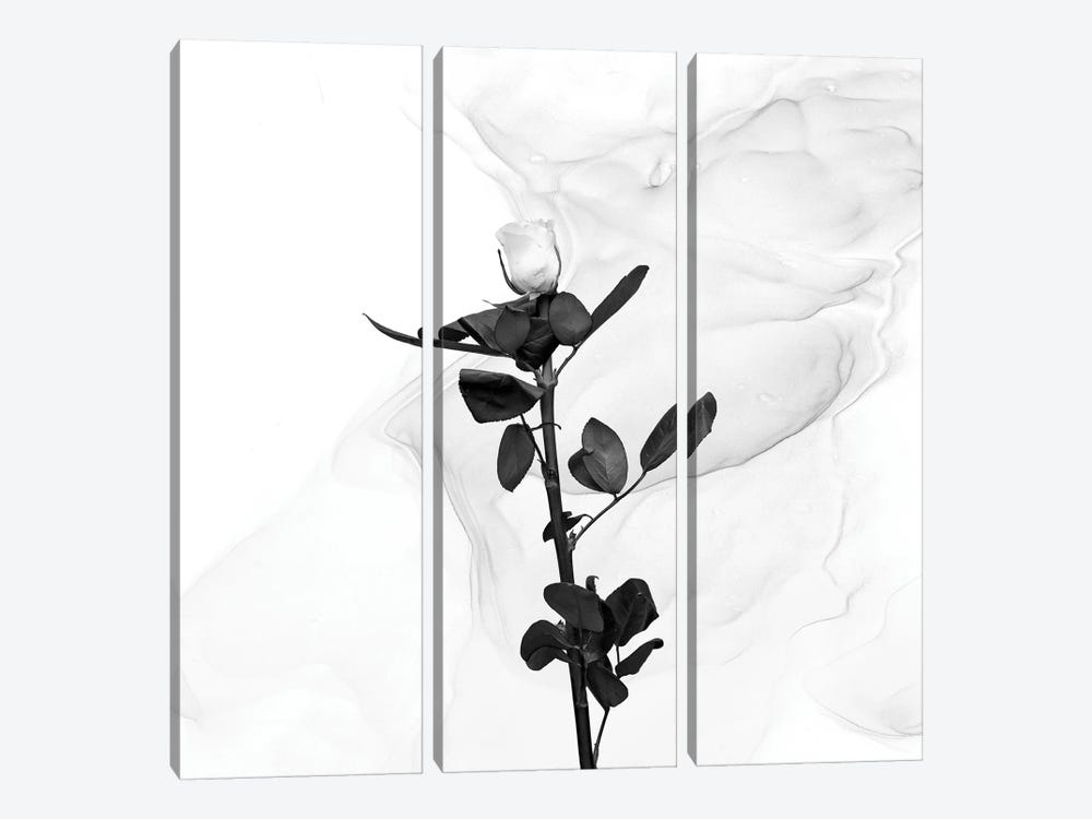 White Rose | Liquid Art by Melanie Viola 3-piece Art Print
