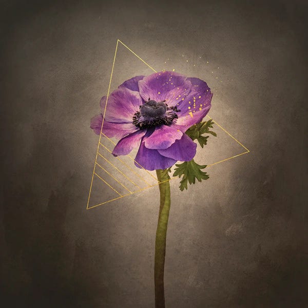 Anemones: Graceful Flower - Anemone Coronaria | Vintage Style Gold by Melanie Viola