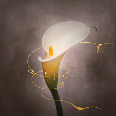 Graceful Flower - Calla No. 4 | Vintage Style Gold by Melanie Viola canvas print