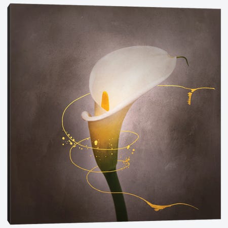 Graceful Flower - Calla No. 4 | Vintage Style Gold Canvas Print #MEV743} by Melanie Viola Art Print