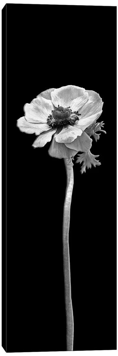 Anemone Coronaria | Panoramic Dark Design Canvas Art Print - Anemone Art