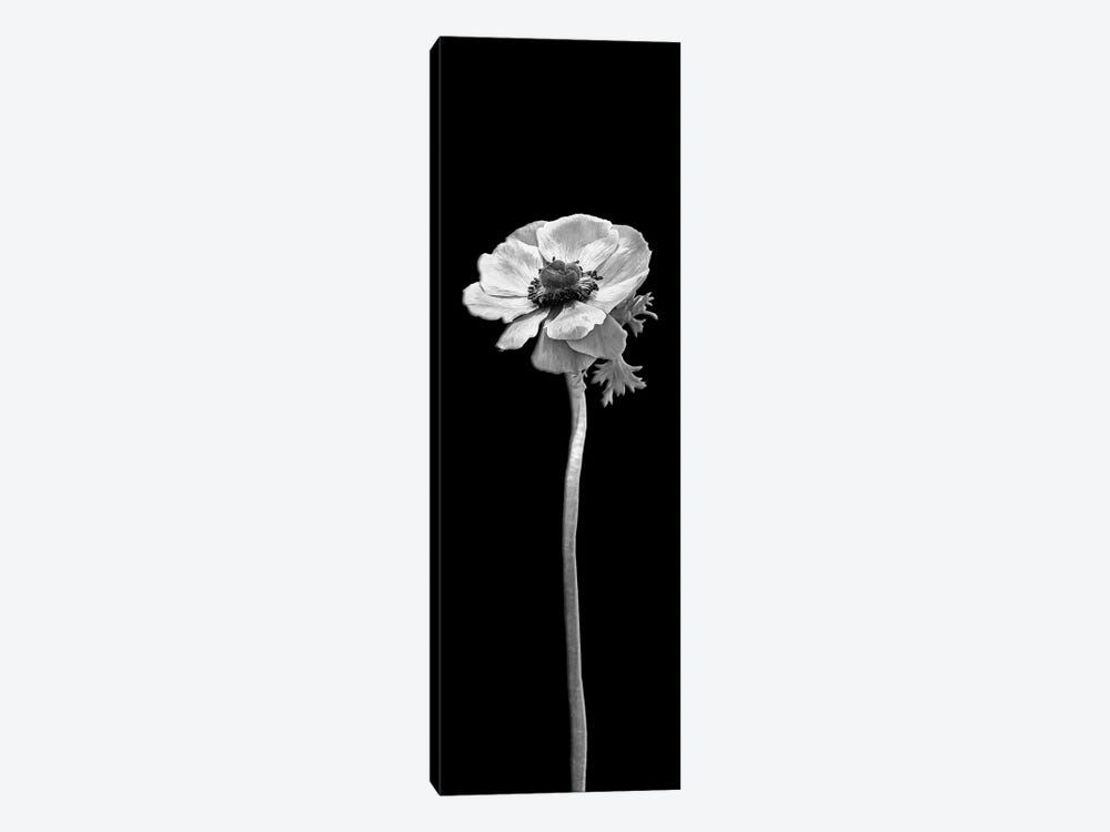 Anemone Coronaria | Panoramic Dark Design by Melanie Viola 1-piece Canvas Print