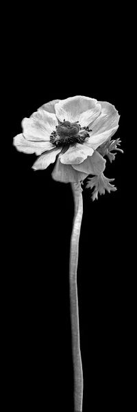 Anemones: Anemone Coronaria | Panoramic Dark Design by Melanie Viola