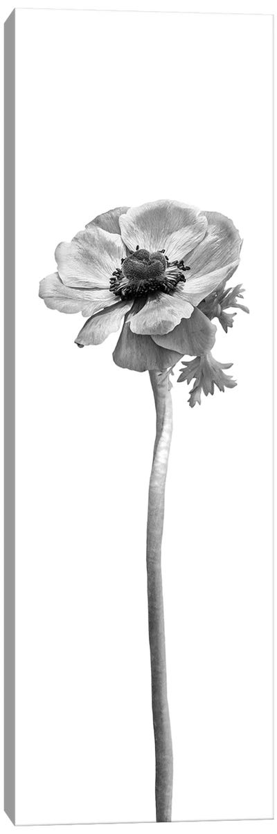 Anemone Coronaria | Panoramic Bright Design Canvas Art Print - Anemones