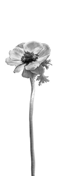 Floral Close-Ups: Anemone Coronaria | Panoramic Bright Design by Melanie Viola