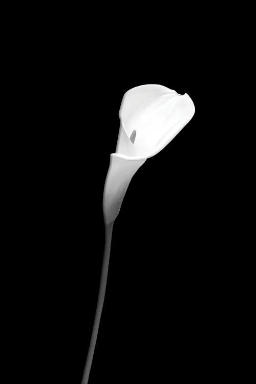 Calla | Dark Design by Melanie Viola wall art