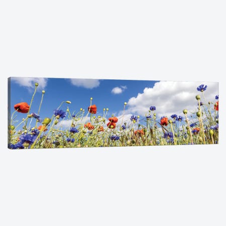 Poppy Field With Cornflowers | Panoramic View Canvas Print #MEV769} by Melanie Viola Art Print