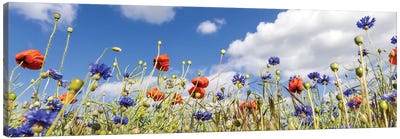 Poppy Field With Cornflowers | Panoramic View Canvas Art Print - Poppy Art