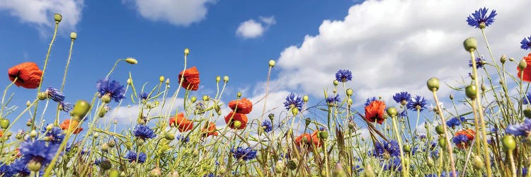 Poppy Field With Cornflowers | Panoramic View