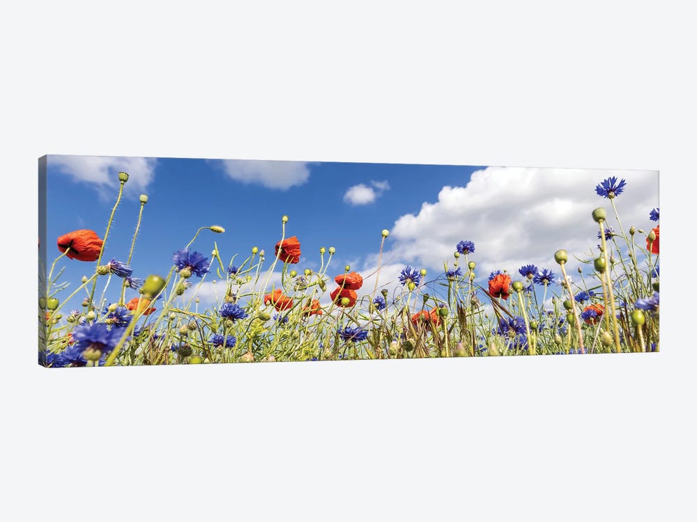 Poppy Field With Cornflowers | Panoramic View by Melanie Viola 1-piece Canvas Artwork