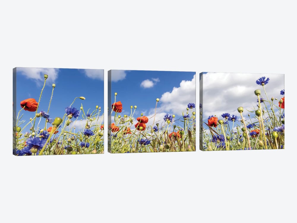Poppy Field With Cornflowers | Panoramic View by Melanie Viola 3-piece Canvas Art