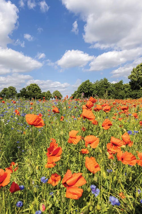 Poppy Field With Cornflowers