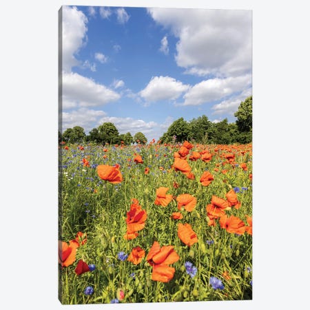 Poppy Field With Cornflowers Canvas Print #MEV772} by Melanie Viola Canvas Art