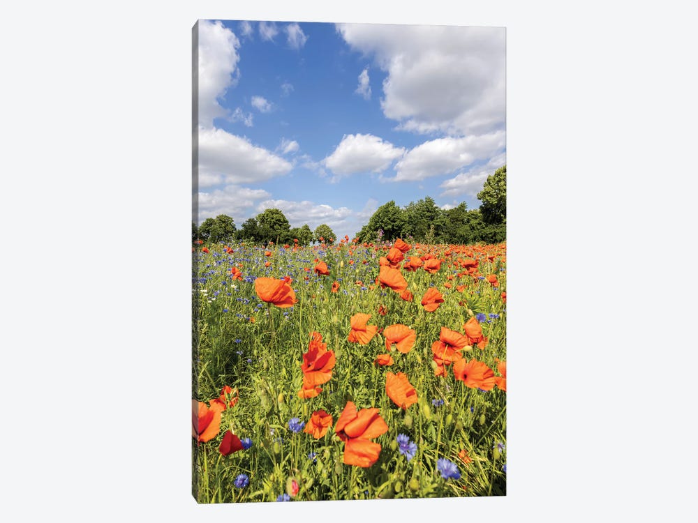 Poppy Field With Cornflowers by Melanie Viola 1-piece Canvas Artwork