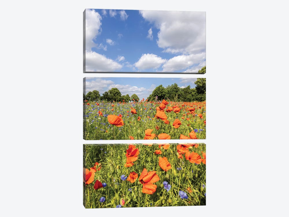 Poppy Field With Cornflowers by Melanie Viola 3-piece Canvas Wall Art