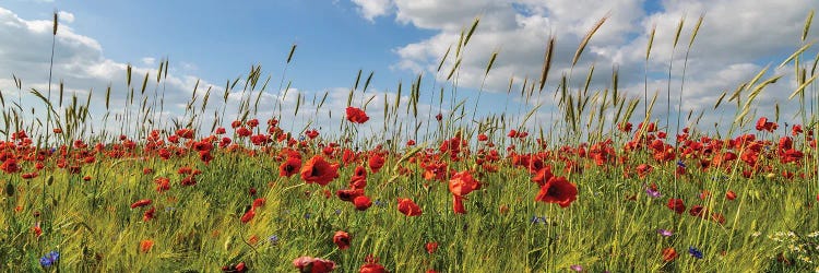 Poppy Field With Corn