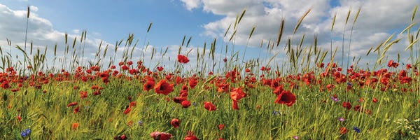 Poppy Field With Corn