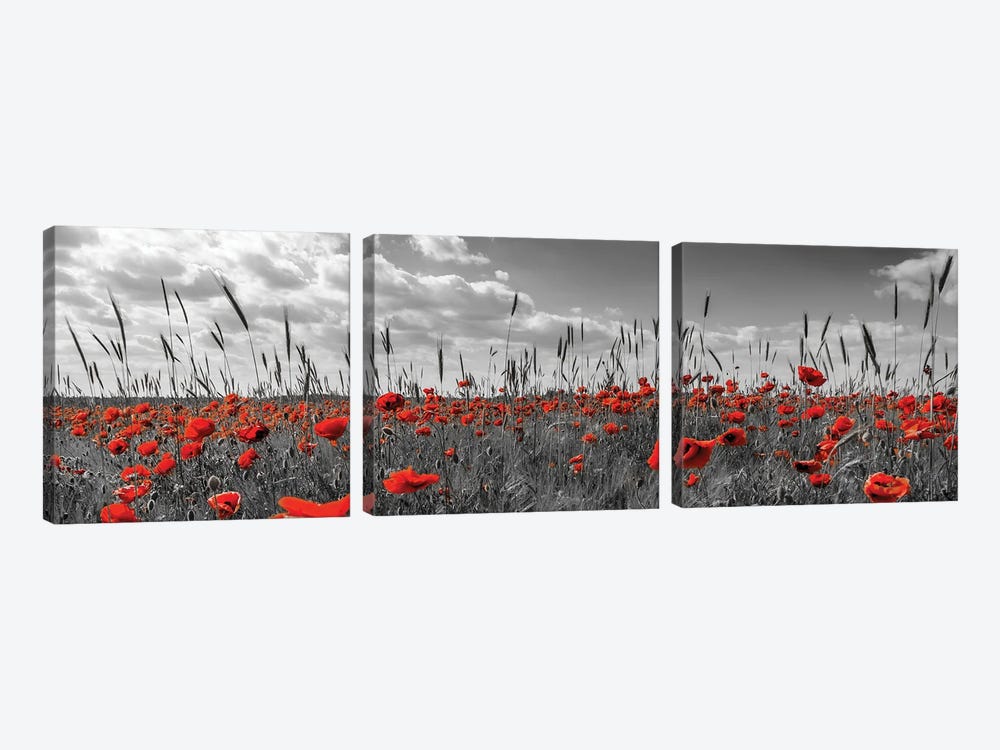 Field Of Poppies In Colorkey by Melanie Viola 3-piece Canvas Print