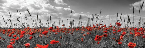 Poppies: Field Of Poppies In Colorkey by Melanie Viola