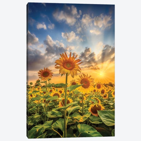 Sunflower Field At Sunset Canvas Print #MEV781} by Melanie Viola Art Print