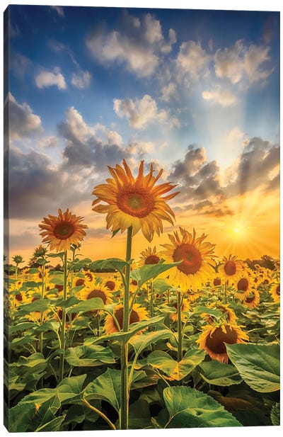 Sunflower Field At Sunset Canvas Art Print - Macro Photography