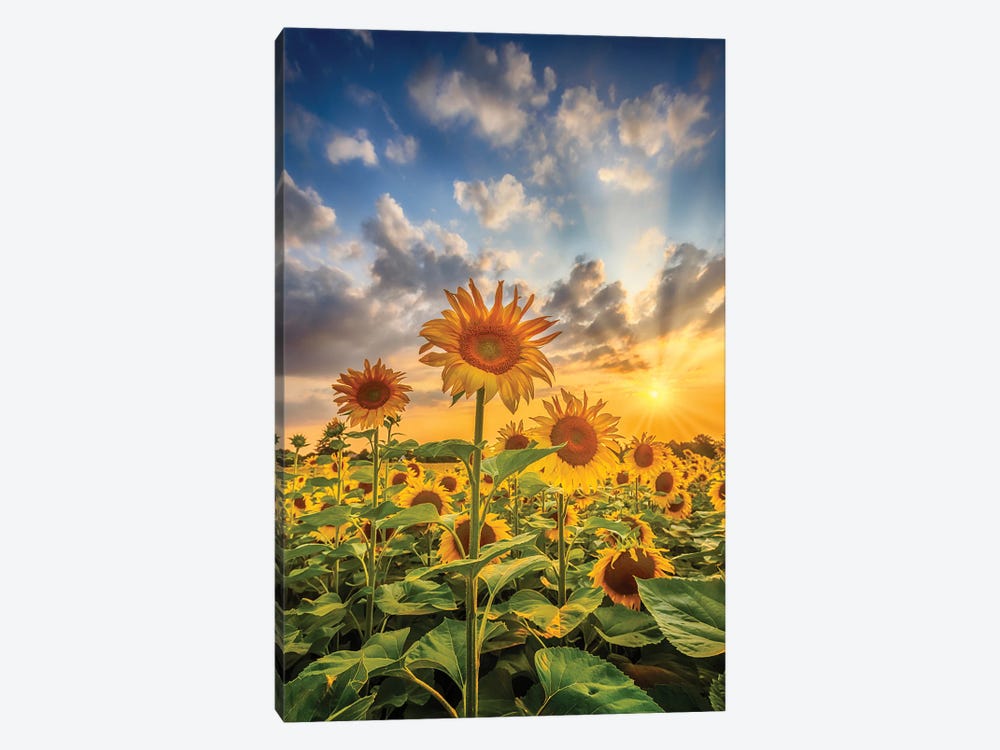 Sunflower Field At Sunset by Melanie Viola 1-piece Canvas Artwork
