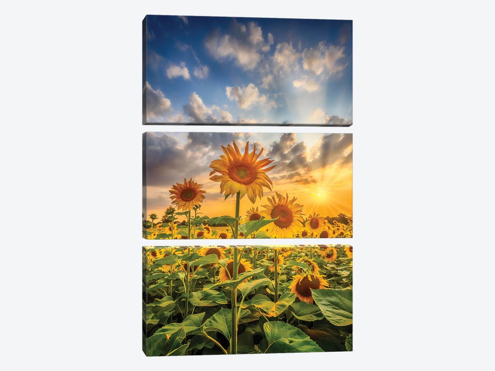 Sunflower Field At Sunset by Melanie Viola 3-piece Canvas Wall Art