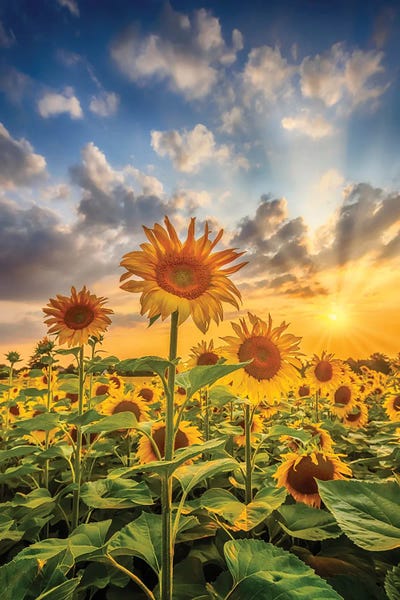 Gardens & Floral Landscapes: Sunflower Field At Sunset by Melanie Viola