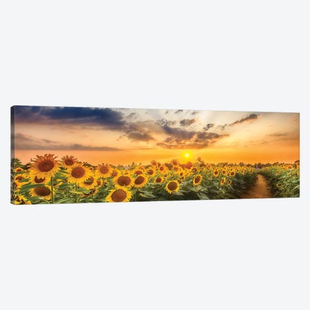 Sunflower Field At Sunset | Panoramic View Canvas Print #MEV782} by Melanie Viola Canvas Art Print