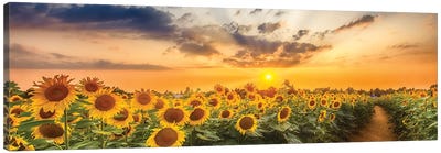 Sunflower Field At Sunset | Panoramic View Canvas Art Print - Sunrises & Sunsets Scenic Photography