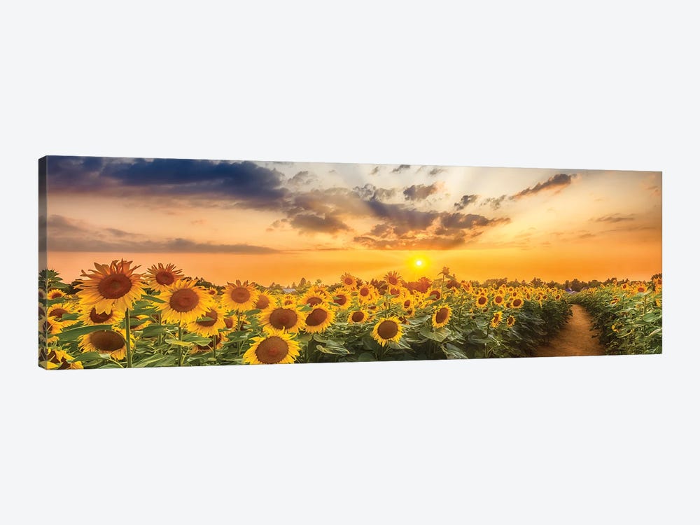 Sunflower Field At Sunset | Panoramic View by Melanie Viola 1-piece Canvas Print