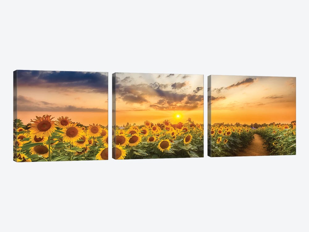 Sunflower Field At Sunset | Panoramic View by Melanie Viola 3-piece Canvas Art Print