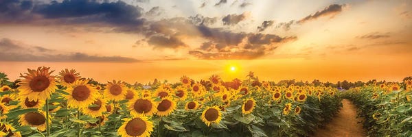Floral & Botanical: Sunflower Field At Sunset | Panoramic View by Melanie Viola