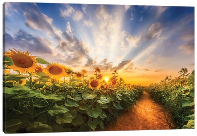 Path Through The Sunflower Field Canvas Art Print - Melanie Viola