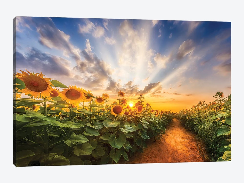 Path Through The Sunflower Field by Melanie Viola 1-piece Canvas Artwork