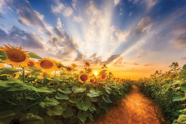 Sunflowers: Path Through The Sunflower Field by Melanie Viola